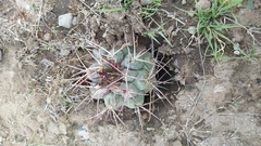 Thelocactus hexaedrophorus