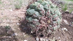 Thelocactus hexaedrophorus