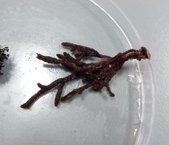 Cladostephus spongiosus