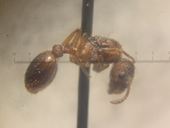 Myrmica scabrinodis
