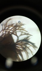 Cladostephus spongiosus