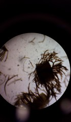 Cladostephus spongiosus