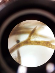 Cladostephus spongiosus