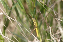 Mermiria intertexta