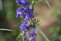 Anthophora
