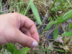 Dichanthelium consanguineum