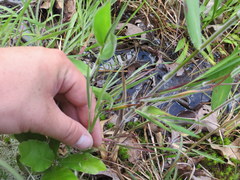 Dichanthelium consanguineum