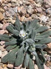 Amsinckiopsis kingii