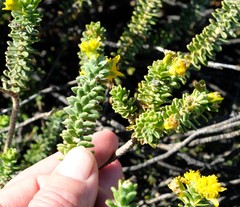 Euryops sulcatus