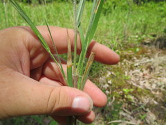 Dichanthelium consanguineum