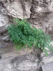 Adiantum capillus-veneris