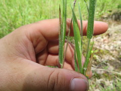 Dichanthelium consanguineum