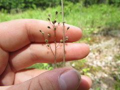 Dichanthelium consanguineum