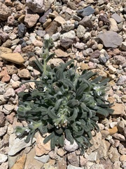 Amsinckiopsis kingii