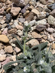 Amsinckiopsis kingii