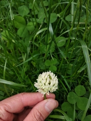 Trifolium repens