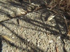 Machilinus