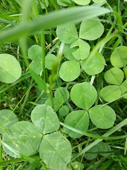 Trifolium repens