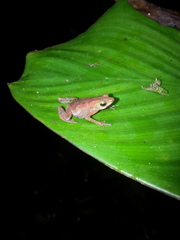 Dendrophryniscus imitator