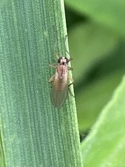 Lonchoptera bifurcata