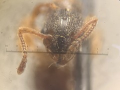 Myrmica scabrinodis