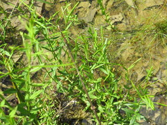 Sabatia campanulata