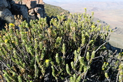 Euryops sulcatus