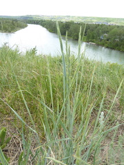 Elymus lanceolatus