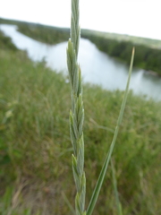 Elymus lanceolatus