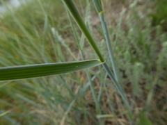 Elymus lanceolatus