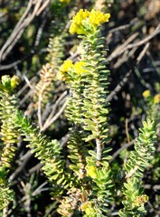 Euryops sulcatus
