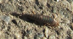 Machilinus