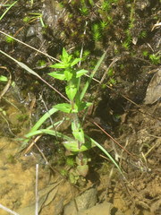 Gratiola pilosa