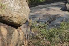 Oreotragus oreotragus