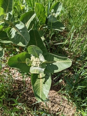 Asclepias speciosa