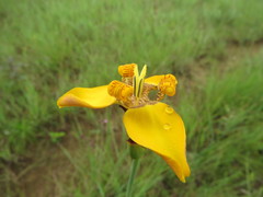 Trimezia juncifolia