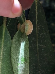 Exobasidium rhododendri