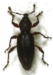Gromilus exiguus