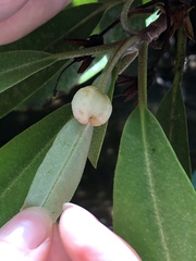 Exobasidium rhododendri