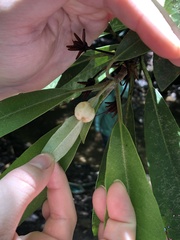Exobasidium rhododendri