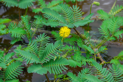 Neptunia oleracea