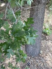 Quercus lobata