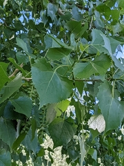 Populus deltoides
