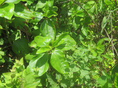 Helianthus silphioides