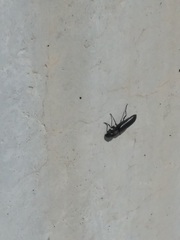 Polycaon