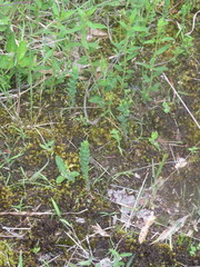 Hypericum gymnanthum