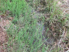 Hypericum gymnanthum