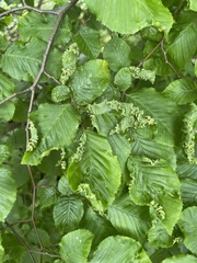 Aculops macrotrichus