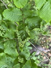 Aculops macrotrichus