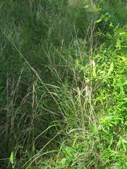 Panicum virgatum cubense